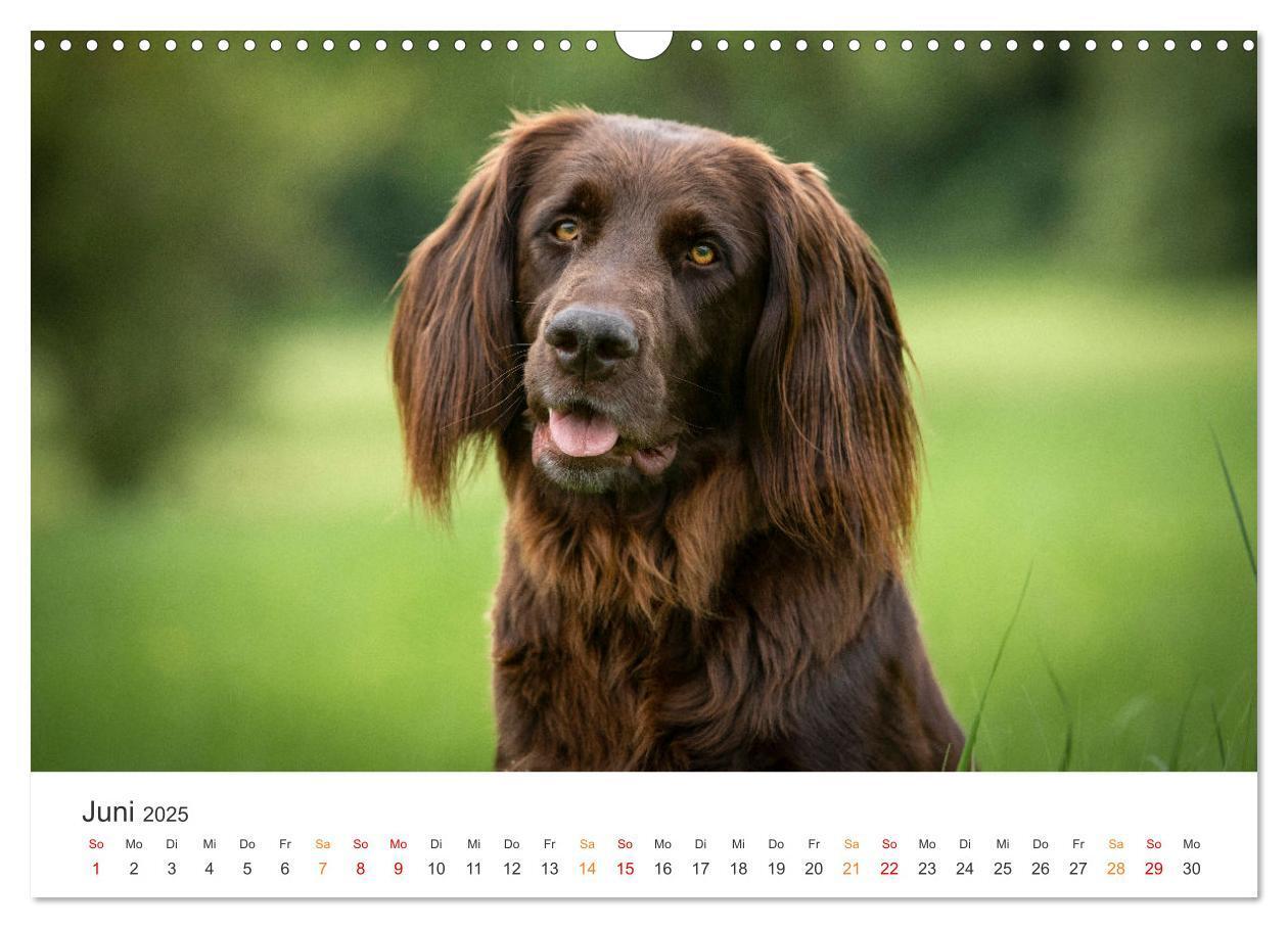 Bild: 9783457181430 | Treue Jagdgefährten - Jagdhunderassen im Portrait (Wandkalender...