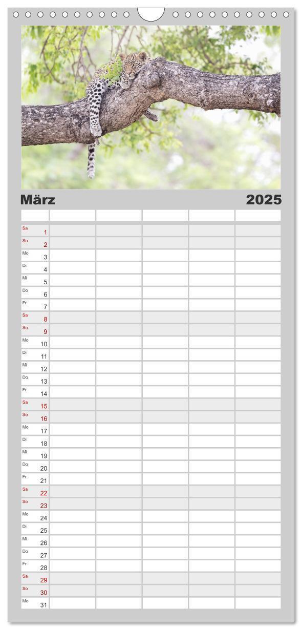 Bild: 9783457123584 | Familienplaner 2025 - Raubkatzenkinder mit 5 Spalten (Wandkalender,...