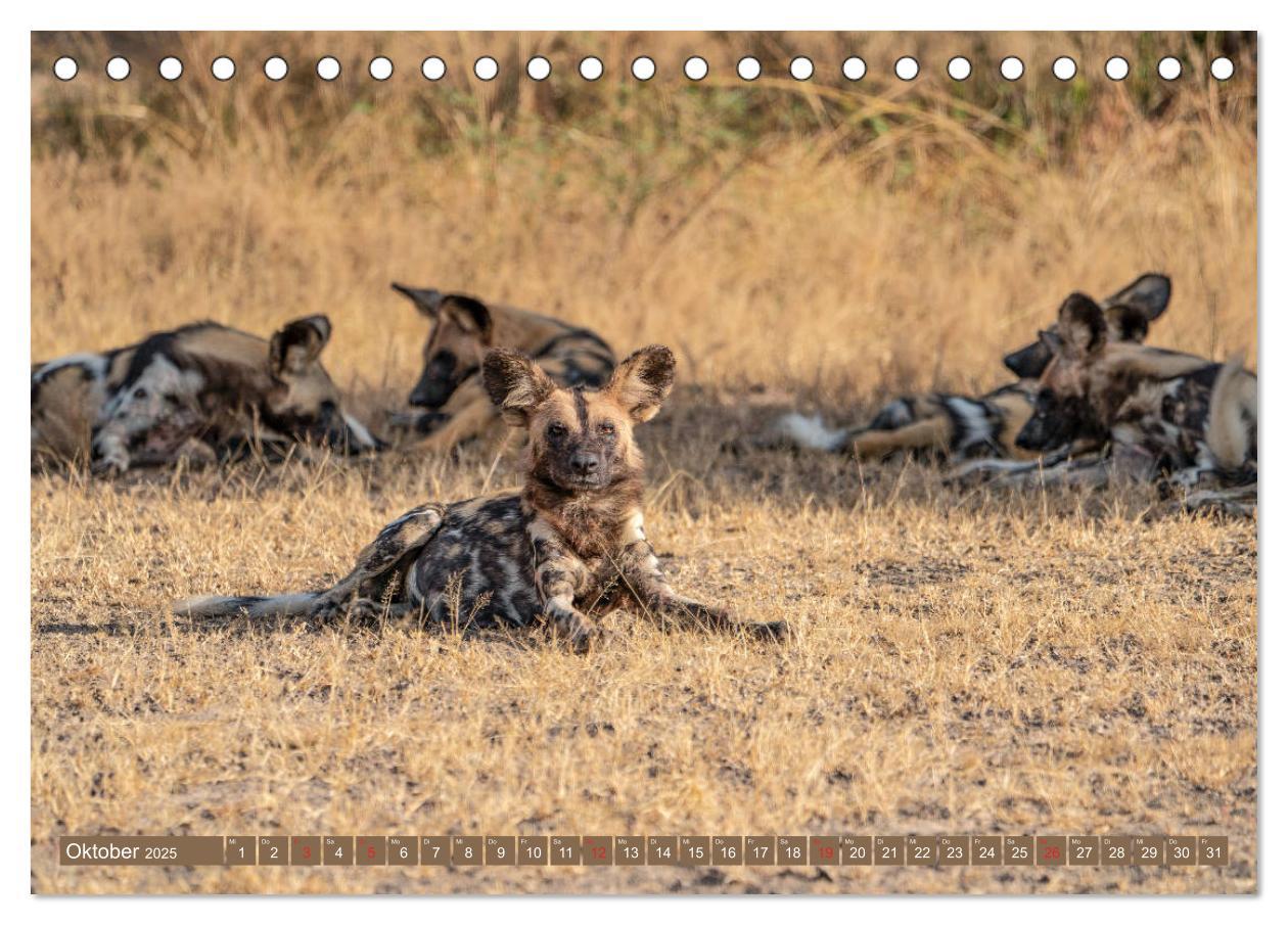 Bild: 9783435312283 | Wildlife Sambia (Tischkalender 2025 DIN A5 quer), CALVENDO...