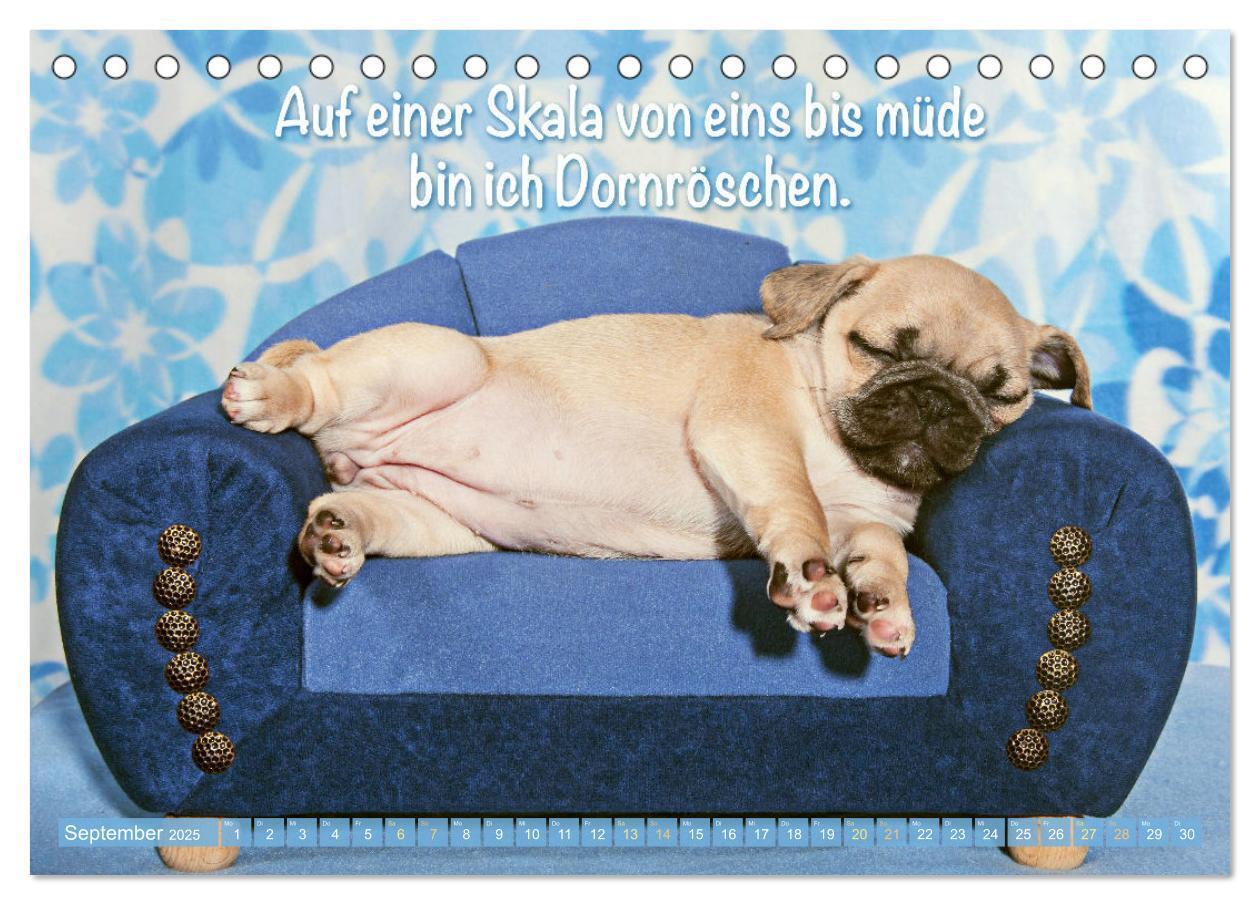 Bild: 9783435070787 | Der Mops: Nicht klein, sondern aufs Wesentliche reduziert. Edition...