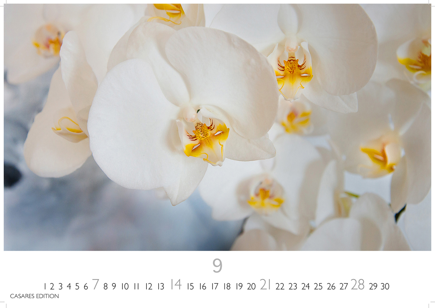 Bild: 9781835242162 | Flower Fantasy 2025 L 35x50cm | Kalender | 14 S. | Deutsch | 2025