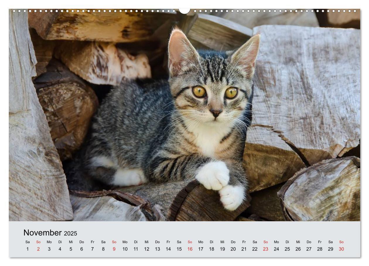 Bild: 9783435811809 | Katzen im Garten (Wandkalender 2025 DIN A2 quer), CALVENDO...