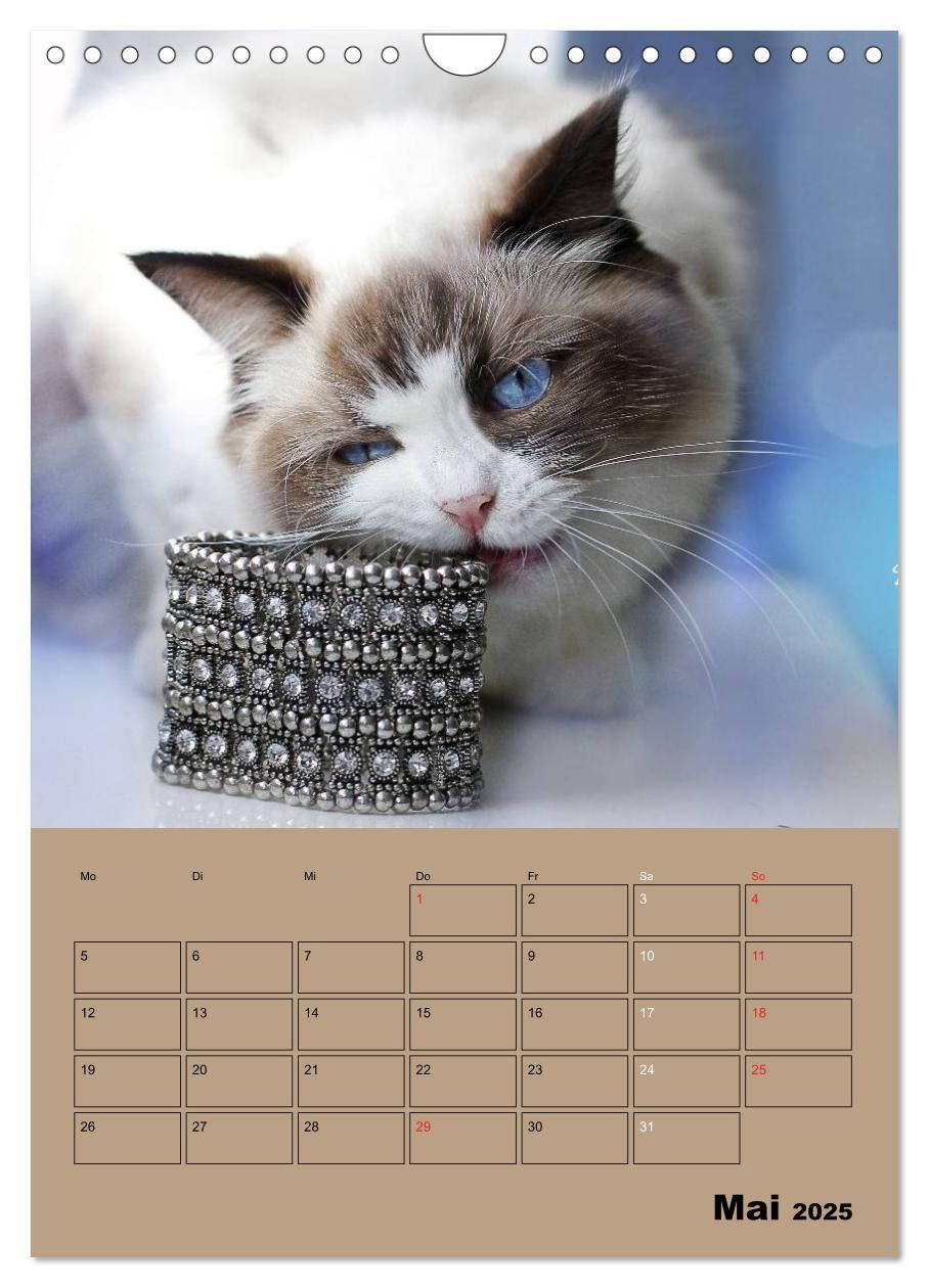 Bild: 9783457013250 | Ragdolls zum Verlieben (Wandkalender 2025 DIN A4 hoch), CALVENDO...