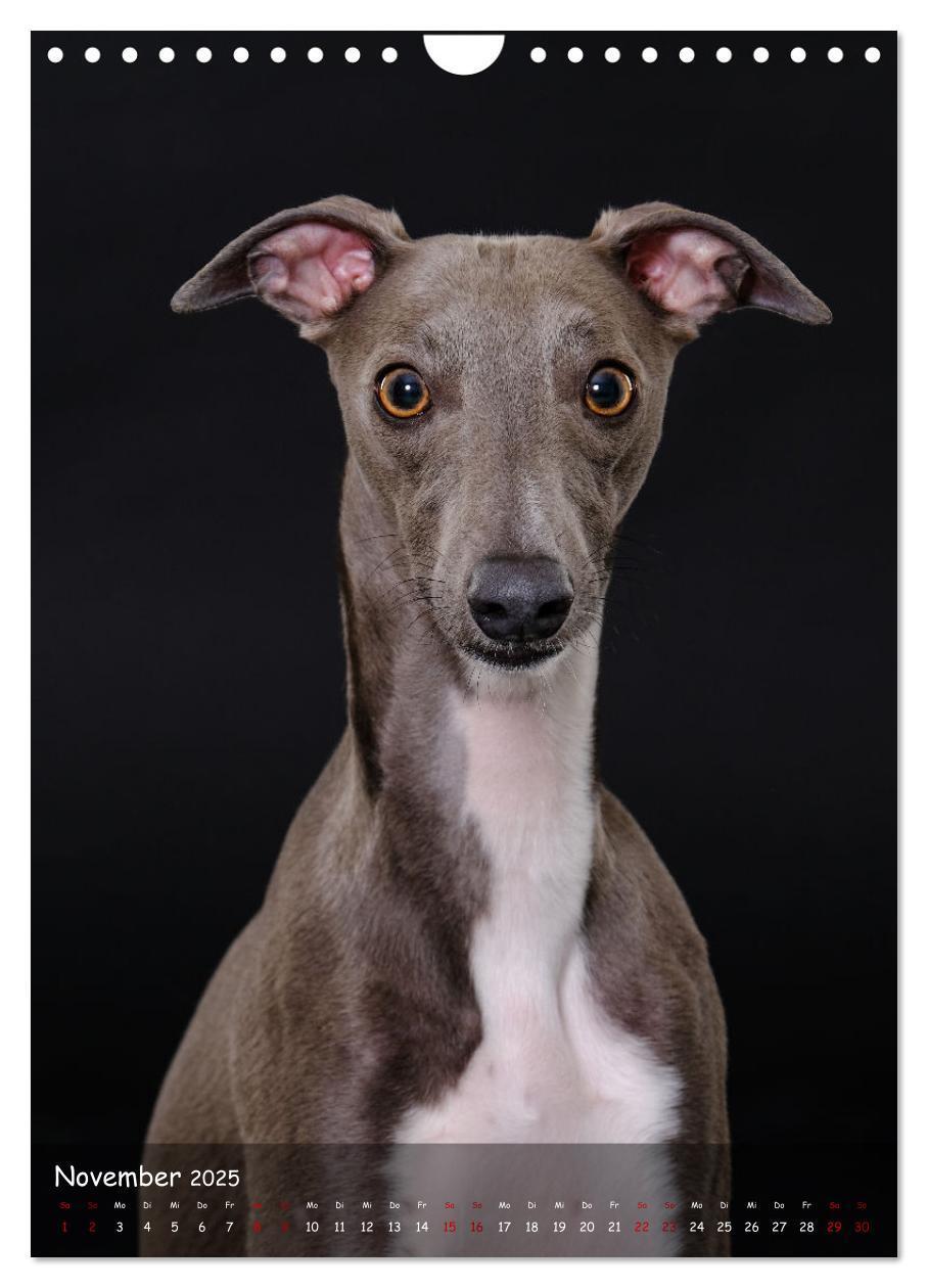 Bild: 9783435859023 | Whippets im Portrait (Wandkalender 2025 DIN A4 hoch), CALVENDO...