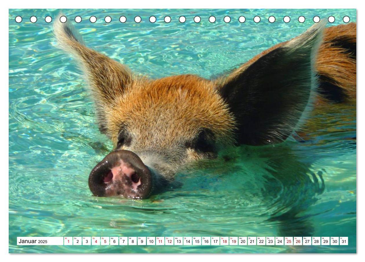 Bild: 9783435420278 | Schweine im Dauerurlaub auf den Bahamas! (Tischkalender 2025 DIN A5...