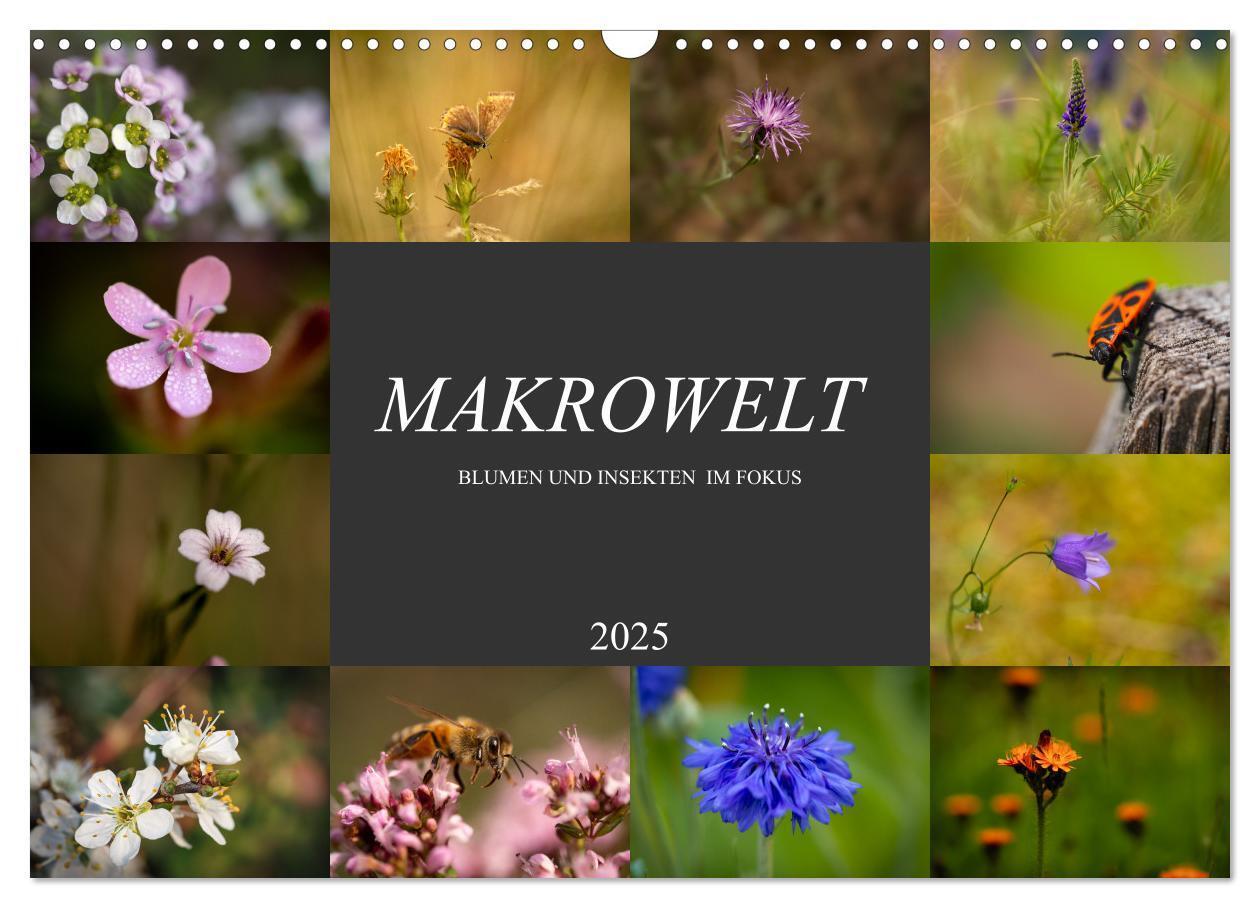 Cover: 9783383999376 | Makrowelt - Blumen und Insekten im Fokus (Wandkalender 2025 DIN A3...