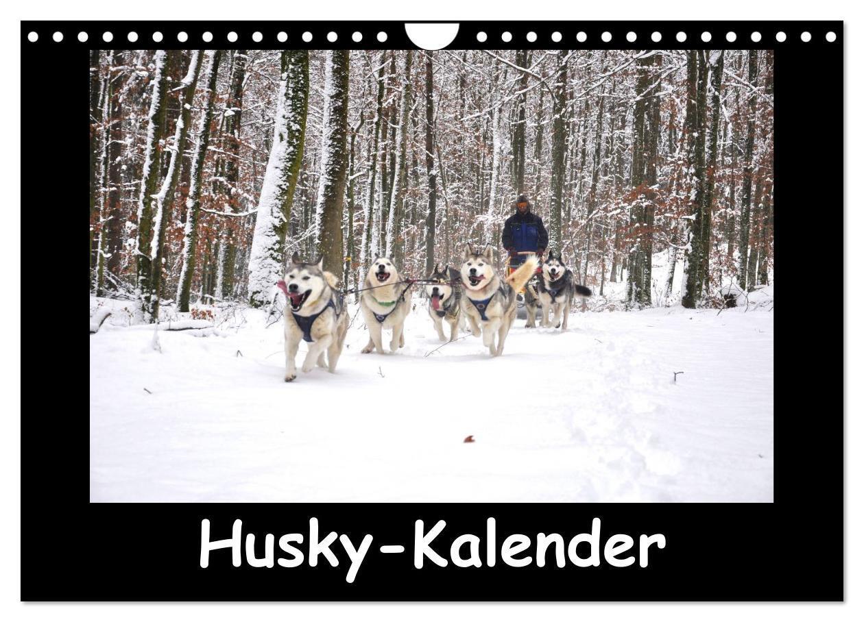 Cover: 9783435837649 | Husky-Kalender (Wandkalender 2025 DIN A4 quer), CALVENDO...