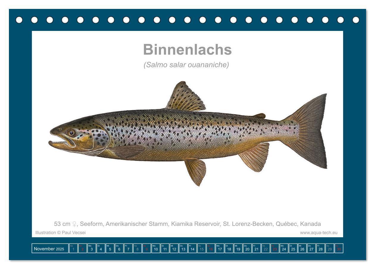 Bild: 9783383772559 | Fisch als Kunst 2025: Atlantische Lachse (Tischkalender 2025 DIN A5...