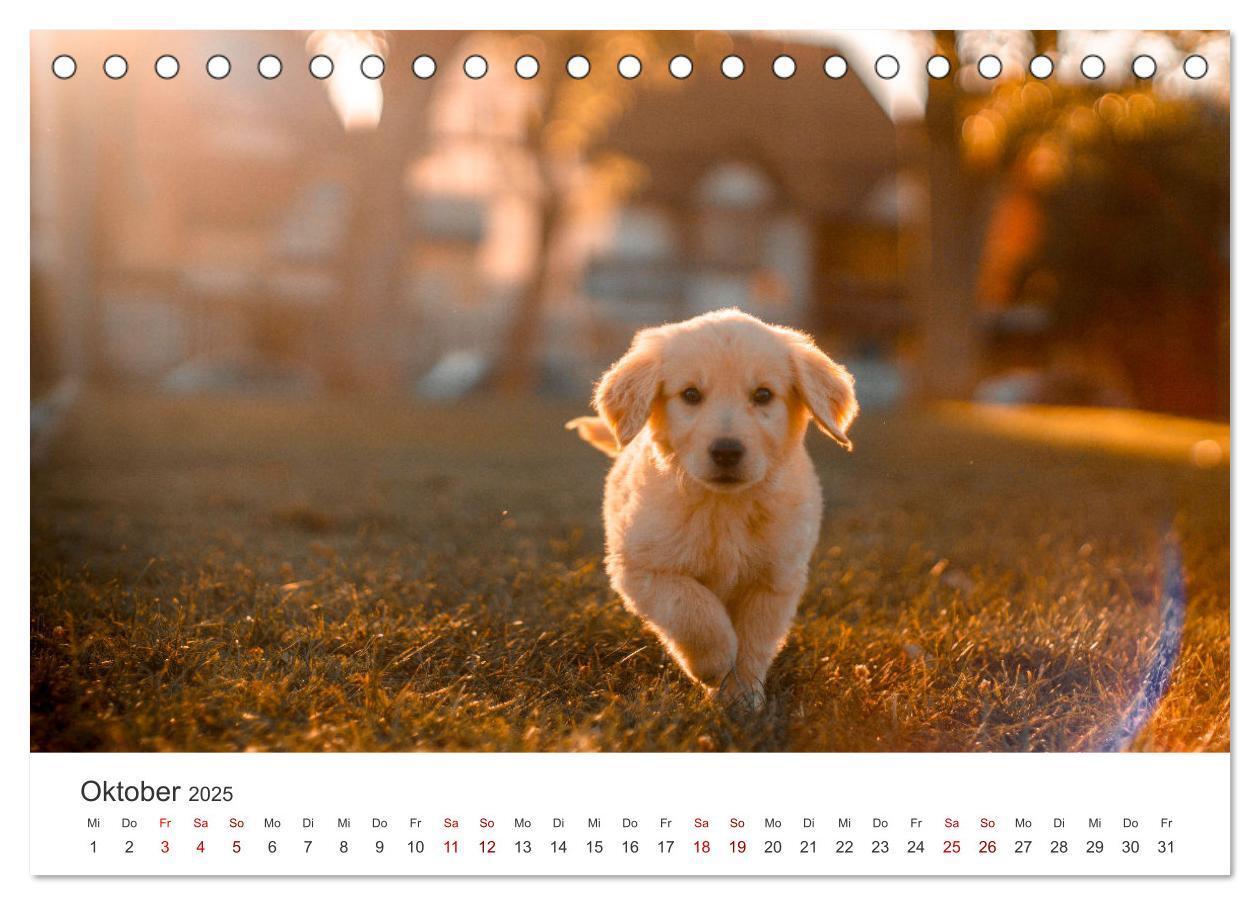 Bild: 9783383941504 | Golden Retriever - Die treuen Begleiter. (Tischkalender 2025 DIN A5...