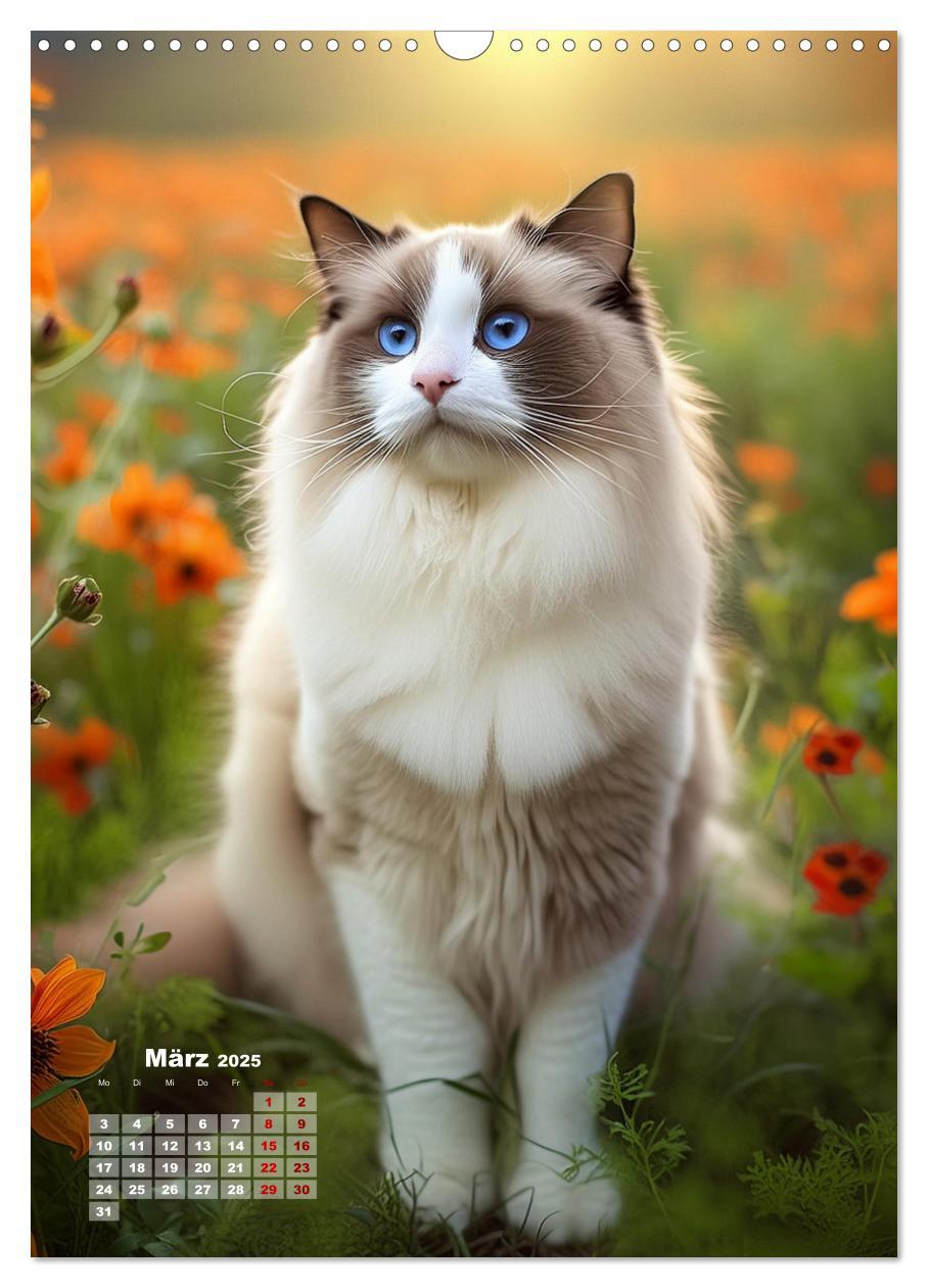 Bild: 9783383833311 | Pfotenabenteuer - Ragdolls in der Natur (Wandkalender 2025 DIN A3...