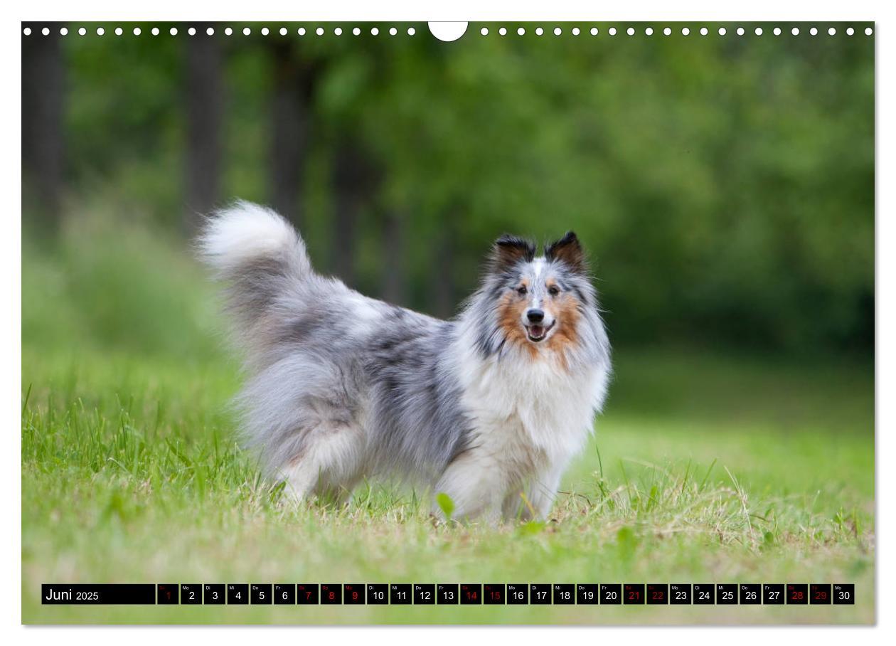 Bild: 9783435409686 | Shetland Sheepdogs - Kleine Charmeure (Wandkalender 2025 DIN A3...