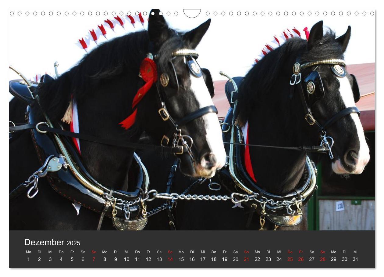 Bild: 9783435761708 | Shire Horse ¿ Prunkvolle Giganten (Wandkalender 2025 DIN A3 quer),...