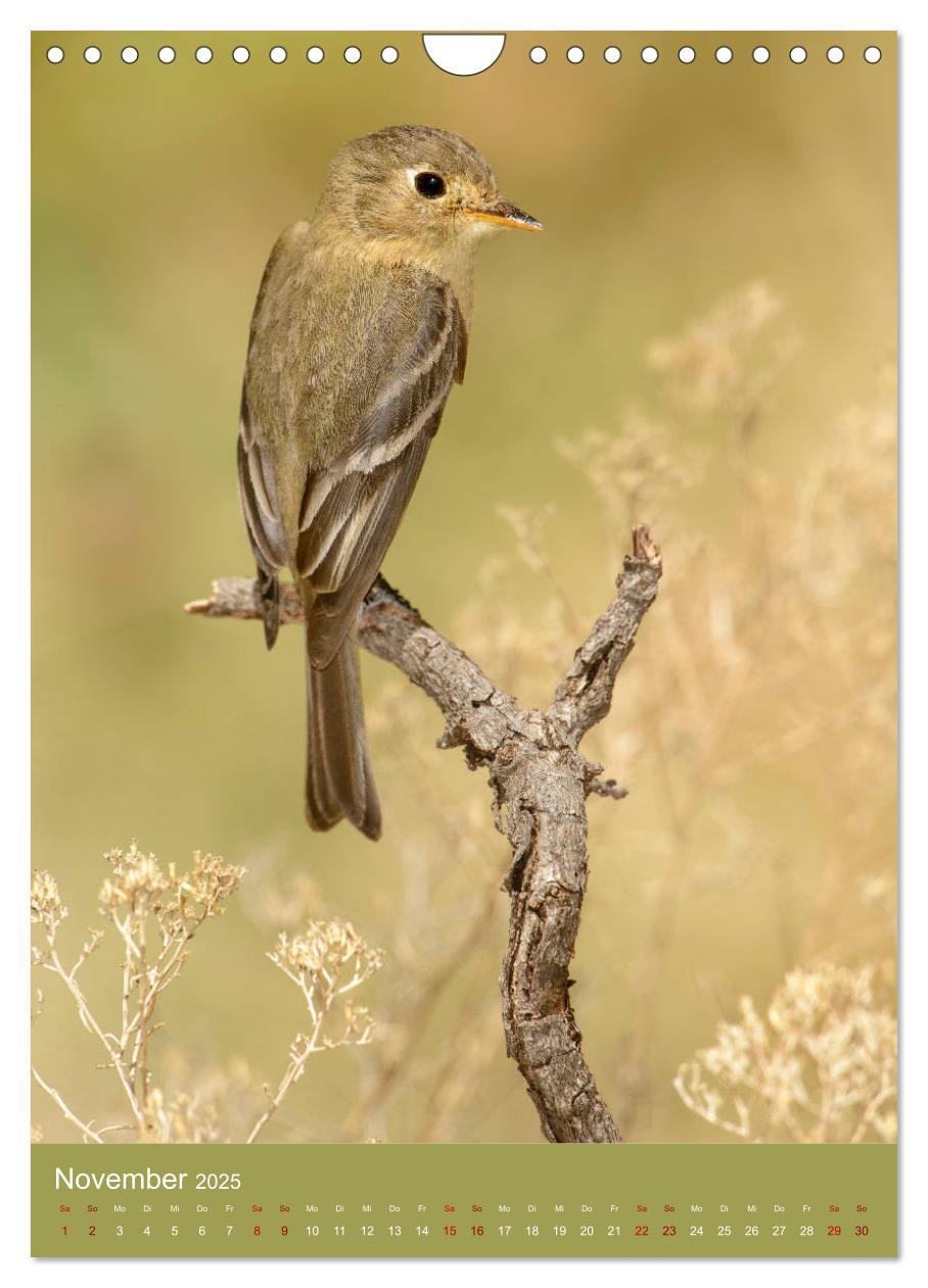 Bild: 9783435987801 | Singvögel USA (Wandkalender 2025 DIN A4 hoch), CALVENDO Monatskalender