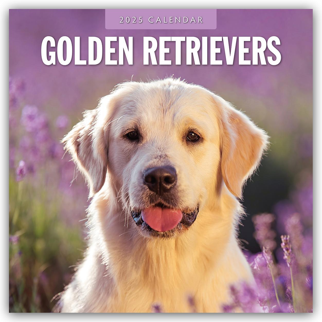 Cover: 9781804424704 | Golden Retrievers - Golden Retriever 2025 - 16-Monatskalender | Red