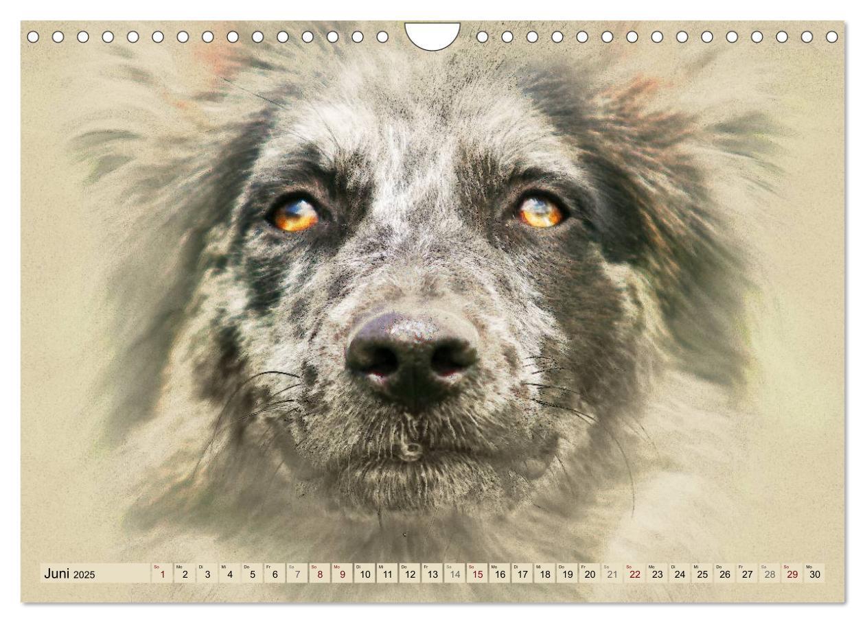 Bild: 9783435706655 | Altdeutsche Hütehunde 2025 (Wandkalender 2025 DIN A4 quer),...