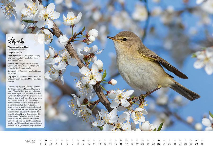 Bild: 9783966648370 | Unsere Gartenvögel Kalender 2025 | Kalender | 14 S. | Deutsch | 2025