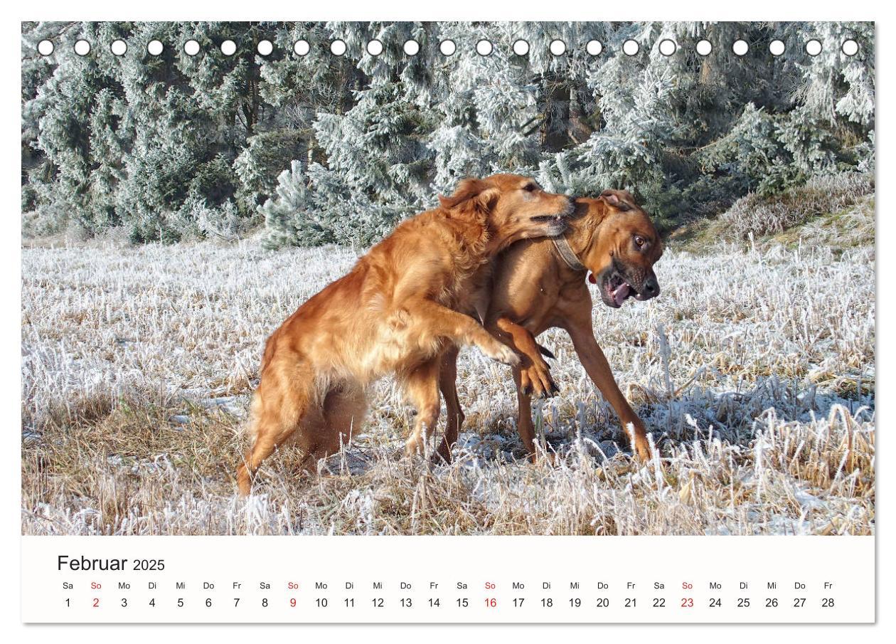 Bild: 9783435473816 | Rhodesian Ridgeback Schönheit aus Afrika (Tischkalender 2025 DIN A5...