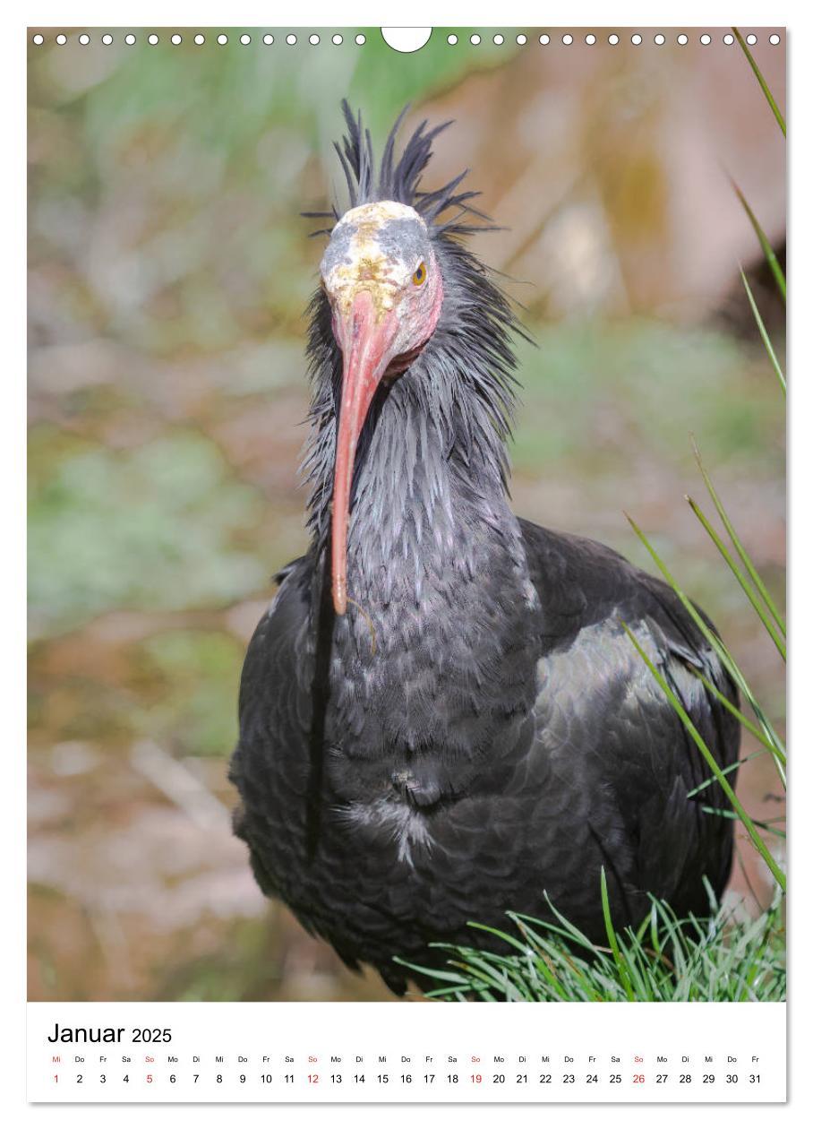 Bild: 9783435943678 | Der Waldrapp - Der etwas andere Vogel (Wandkalender 2025 DIN A3...