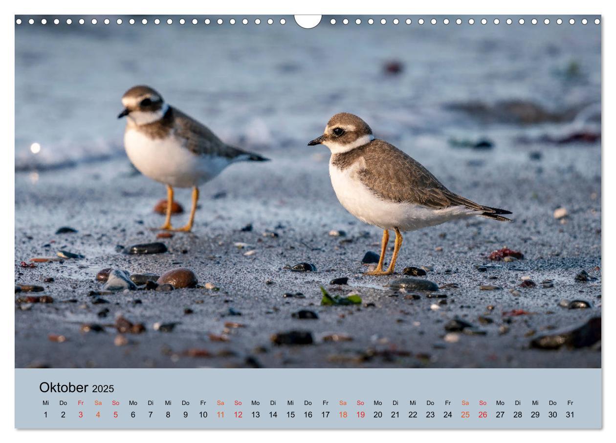 Bild: 9783435118410 | Limikolen - Watvögel am norddeutschen Wattenmeer (Wandkalender 2025...