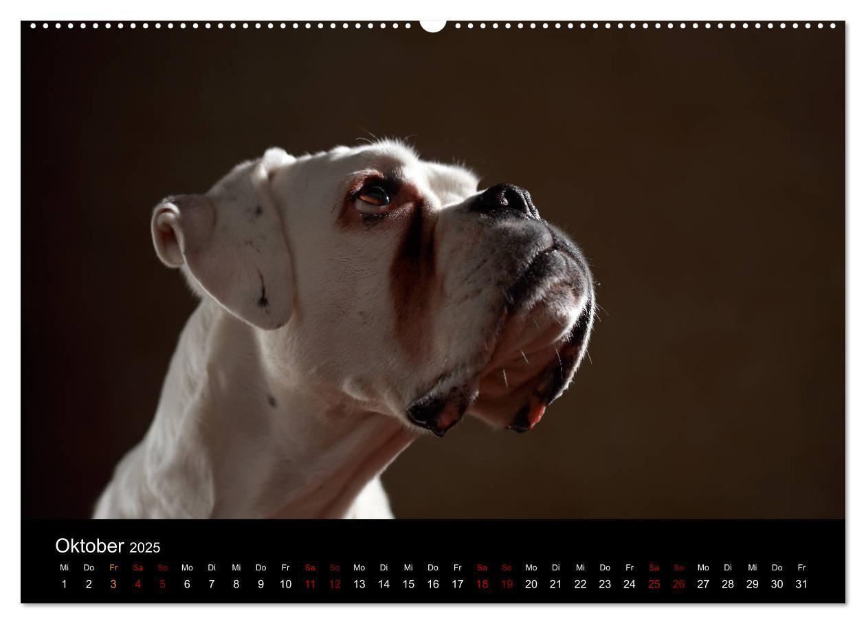 Bild: 9783435435876 | Liebenswerte Boxer (Wandkalender 2025 DIN A2 quer), CALVENDO...