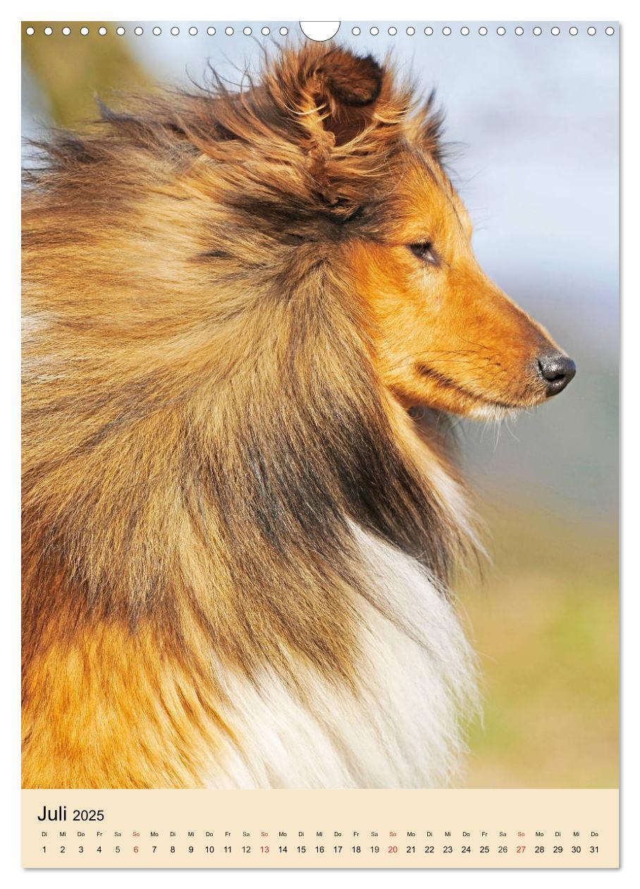 Bild: 9783435960101 | Sheltie - Wirbelwind auf 4 Pfoten (Wandkalender 2025 DIN A3 hoch),...