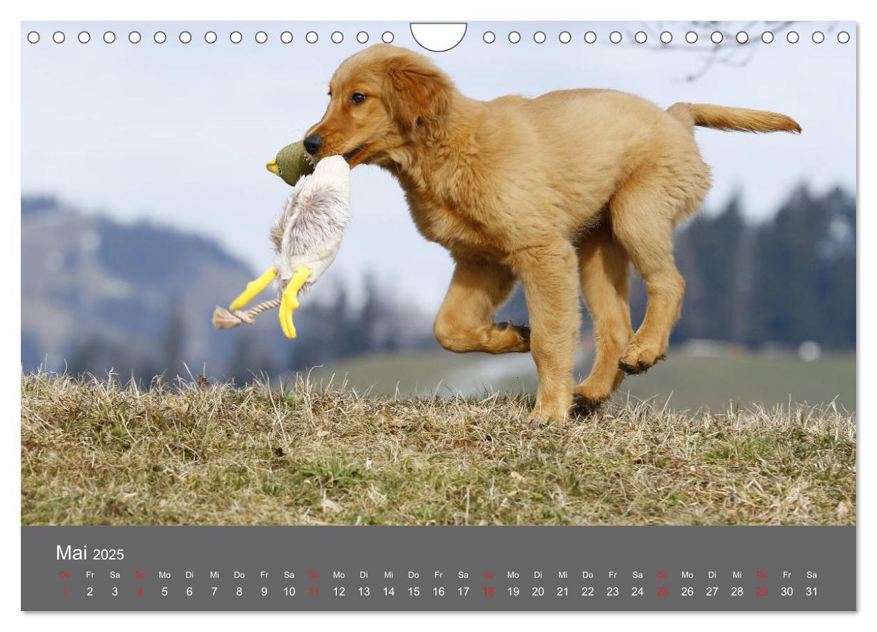 Bild: 9783435307791 | Chesley Kleiner Hund grosse Abenteuer (Wandkalender 2025 DIN A4...