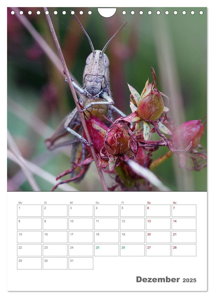 Bild: 9783435917648 | Helden in der Natur (Wandkalender 2025 DIN A4 hoch), CALVENDO...