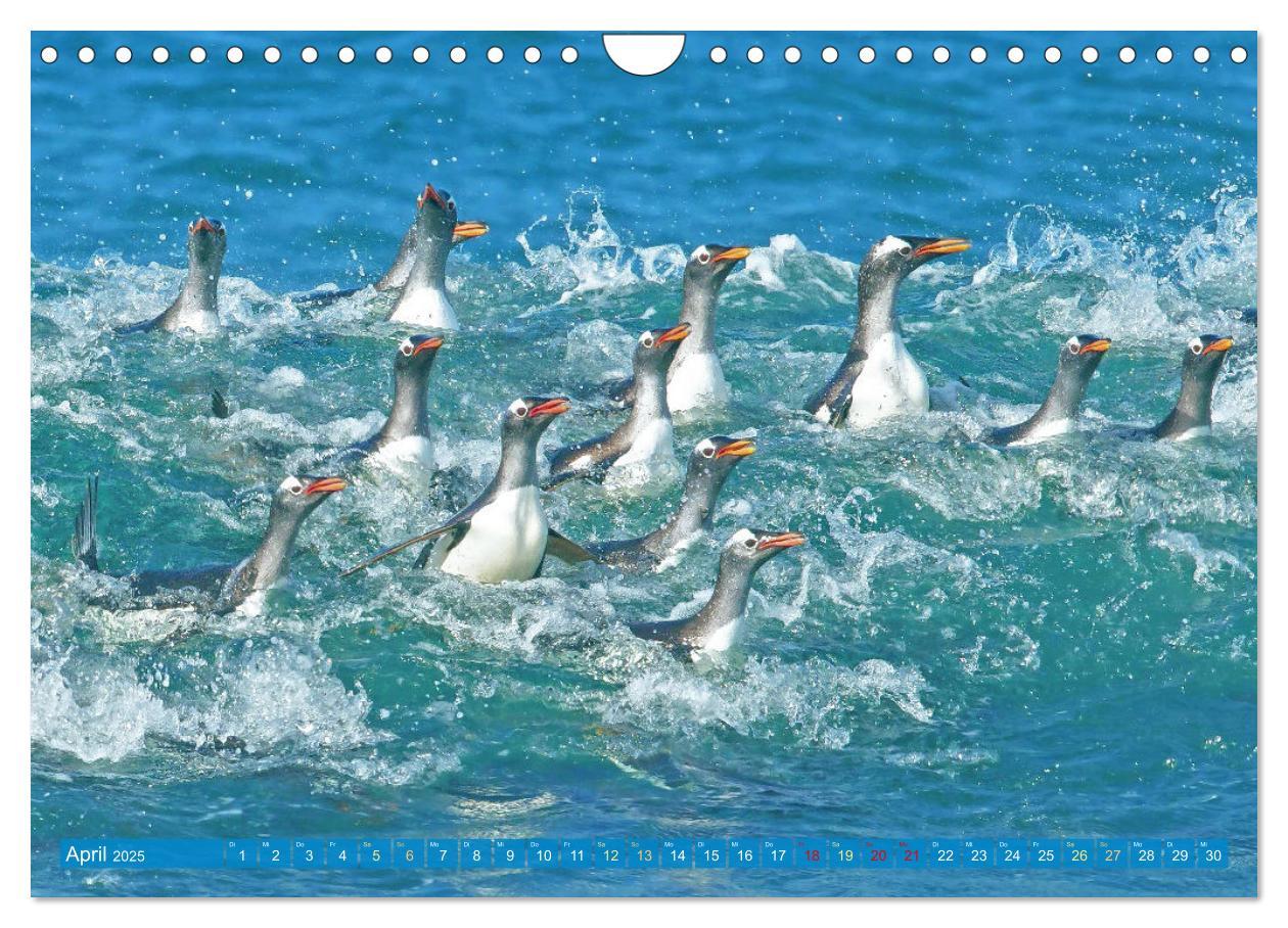 Bild: 9783457197929 | Pinguine: Gehupft wie gesprungen (Wandkalender 2025 DIN A4 quer),...