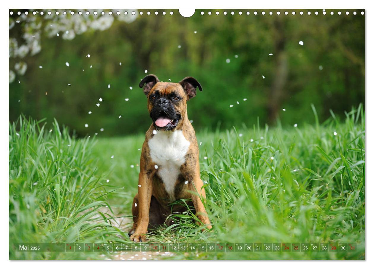 Bild: 9783435411849 | Gut - besser - Boxer (Wandkalender 2025 DIN A3 quer), CALVENDO...