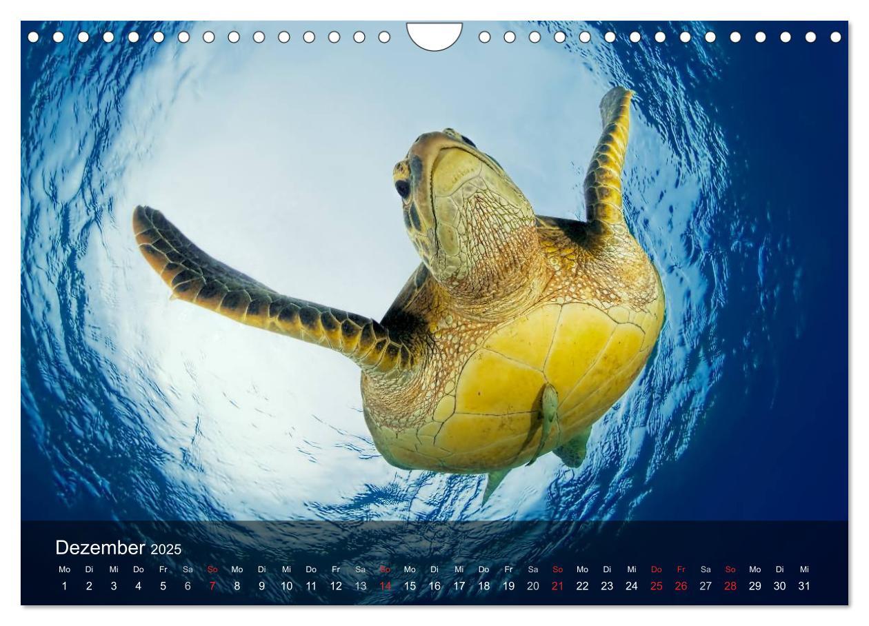 Bild: 9783435597680 | Schildkröten des Ozeans (Wandkalender 2025 DIN A4 quer), CALVENDO...