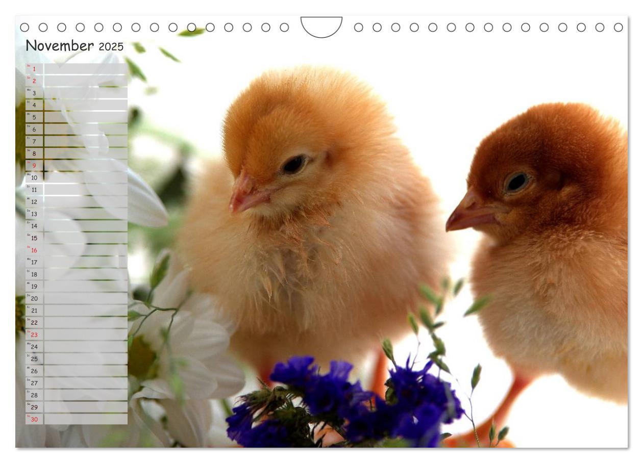 Bild: 9783435587865 | Tierisches aus der Küken-Welt (Wandkalender 2025 DIN A4 quer),...