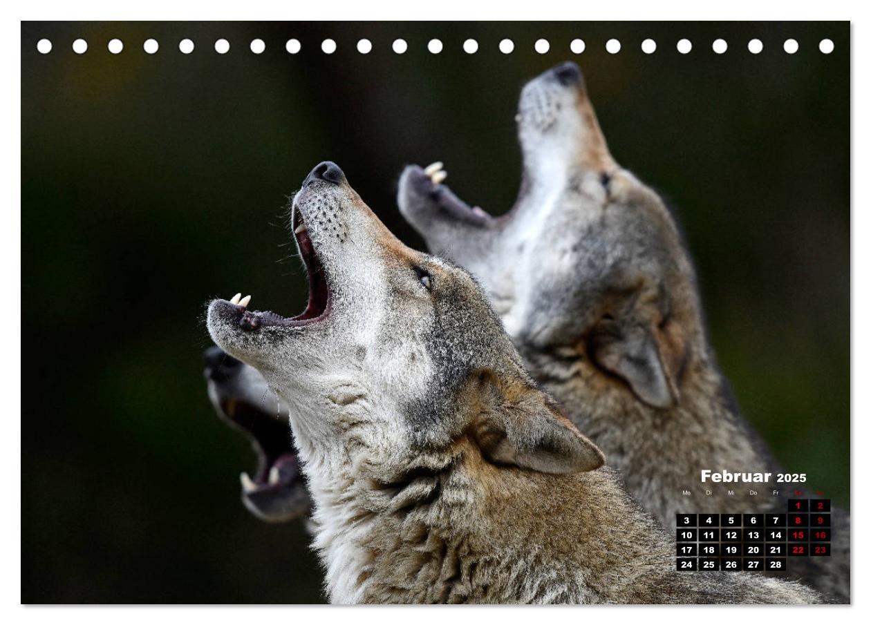 Bild: 9783435195121 | Willkommen Wolf (Tischkalender 2025 DIN A5 quer), CALVENDO...