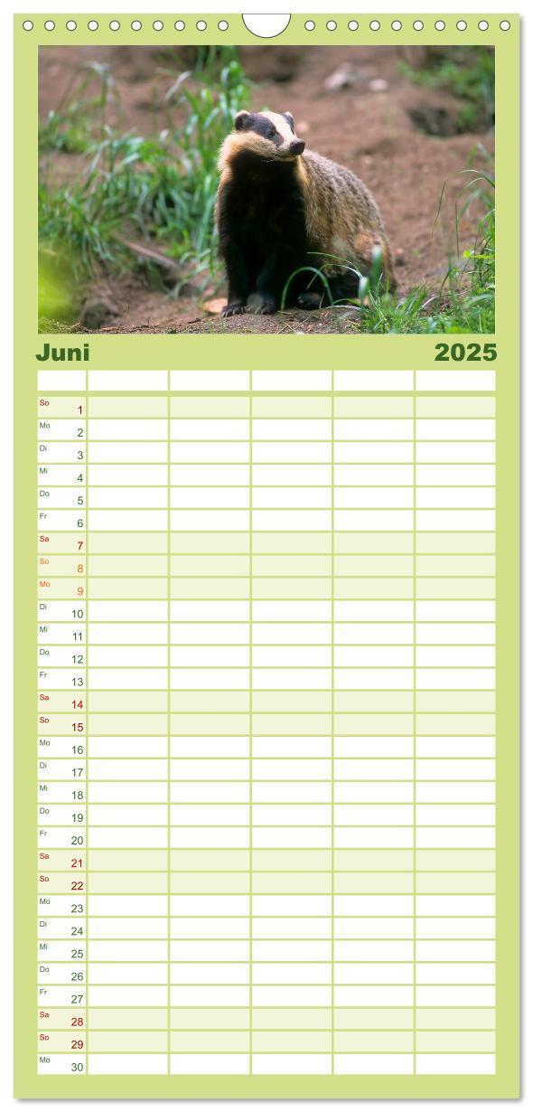 Bild: 9783457117606 | Familienplaner 2025 - Tiere des Waldes mit 5 Spalten (Wandkalender,...