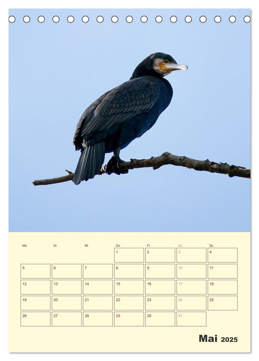 Bild: 9783435910656 | Vogelwelt an der Sieg (Tischkalender 2025 DIN A5 hoch), CALVENDO...