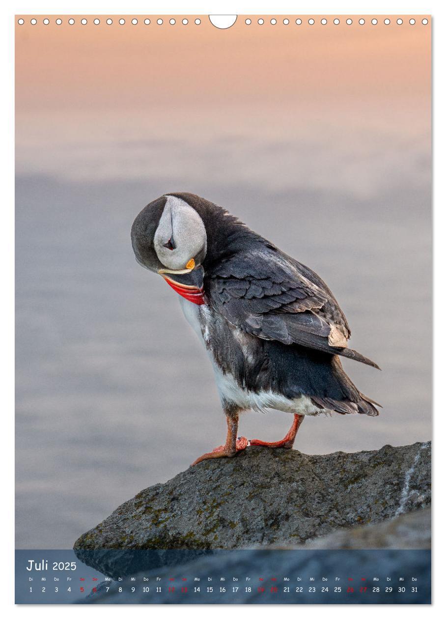 Bild: 9783435848843 | Naturerlebnis Puffin (Wandkalender 2025 DIN A3 hoch), CALVENDO...