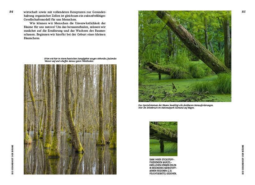 Bild: 9783710900877 | Strategien der Natur | Wie die Weisheit der Bäume unser Leben stärkt