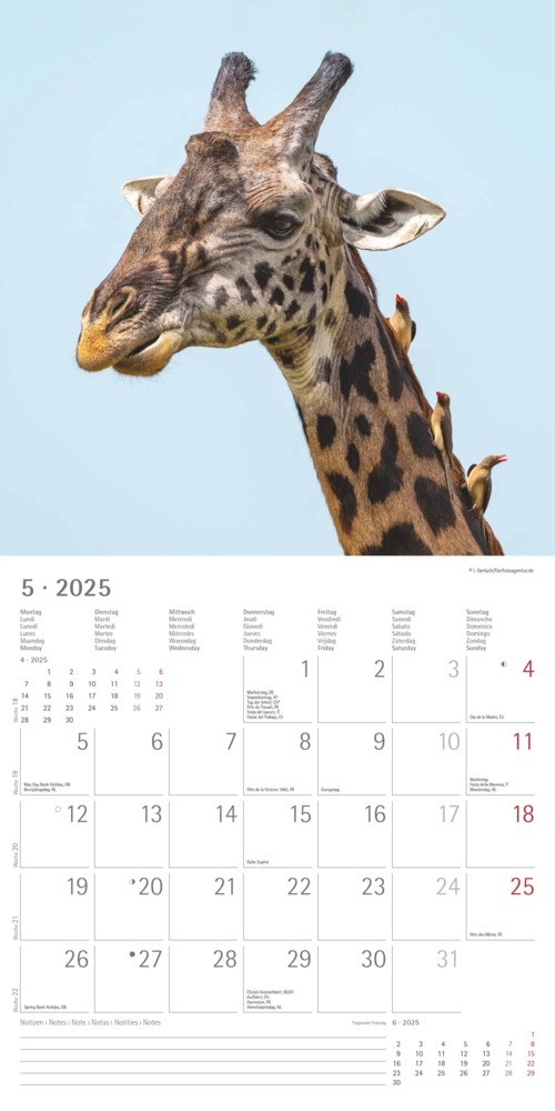 Bild: 4251732340780 | Alpha Edition - Tierfreundschaften 2025 Broschürenkalender,...