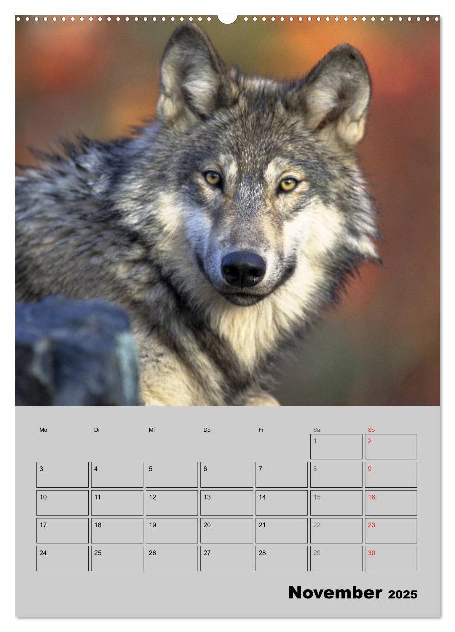 Bild: 9783457007143 | Wolf-Gesichter (hochwertiger Premium Wandkalender 2025 DIN A2...