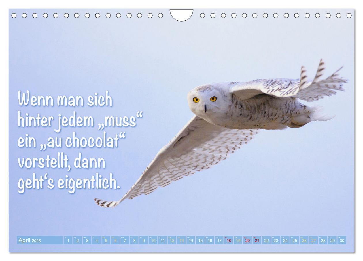 Bild: 9783457179482 | Die Eulen sind los: Edition lustige Tiere (Wandkalender 2025 DIN A4...