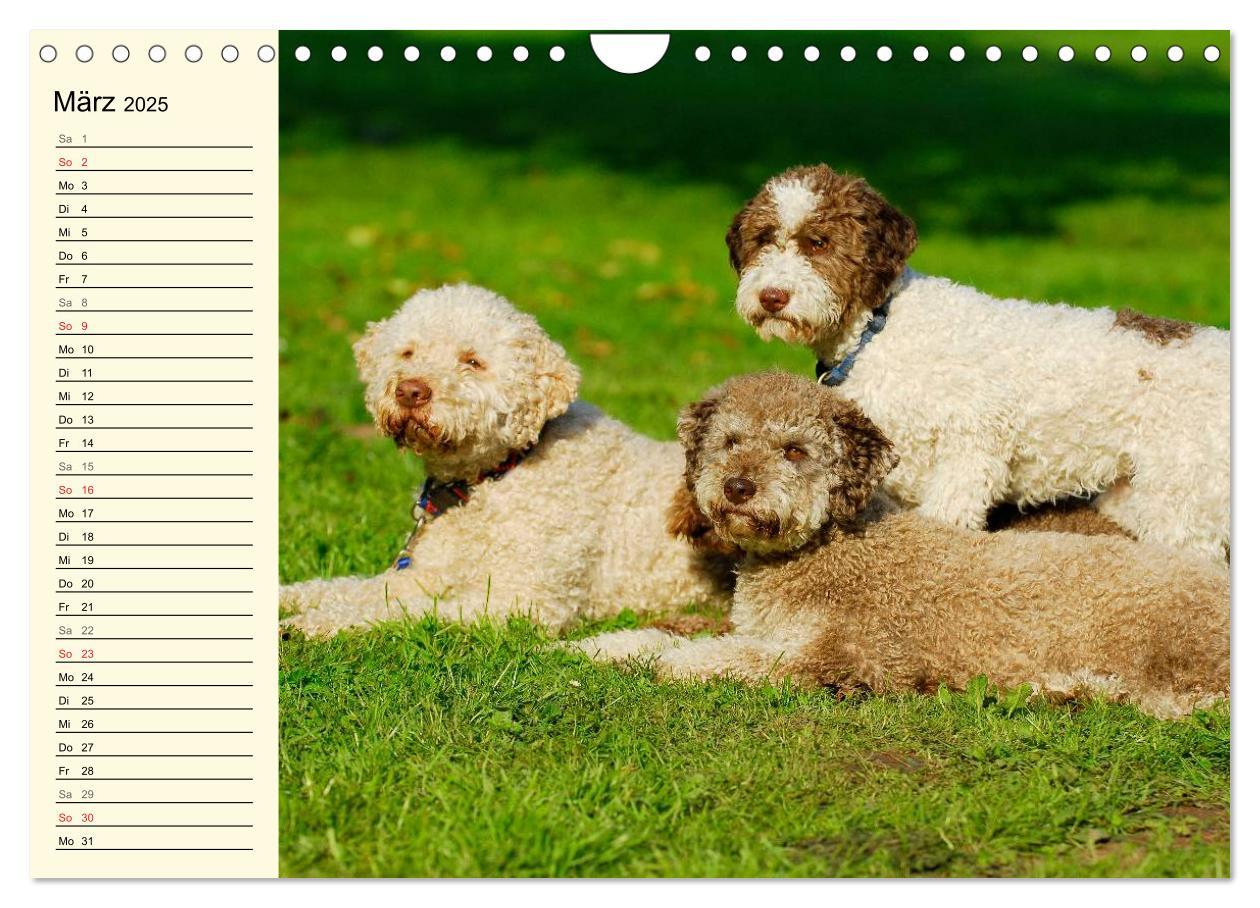 Bild: 9783435545292 | Lagotto Romagnolo - Italienischer Trüffelhund (Wandkalender 2025...