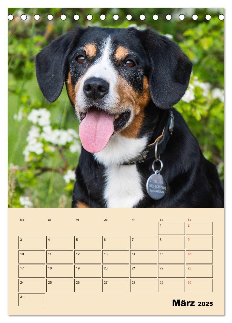 Bild: 9783435944408 | Jahresplaner Entlebucher Sennenhund (Tischkalender 2025 DIN A5...