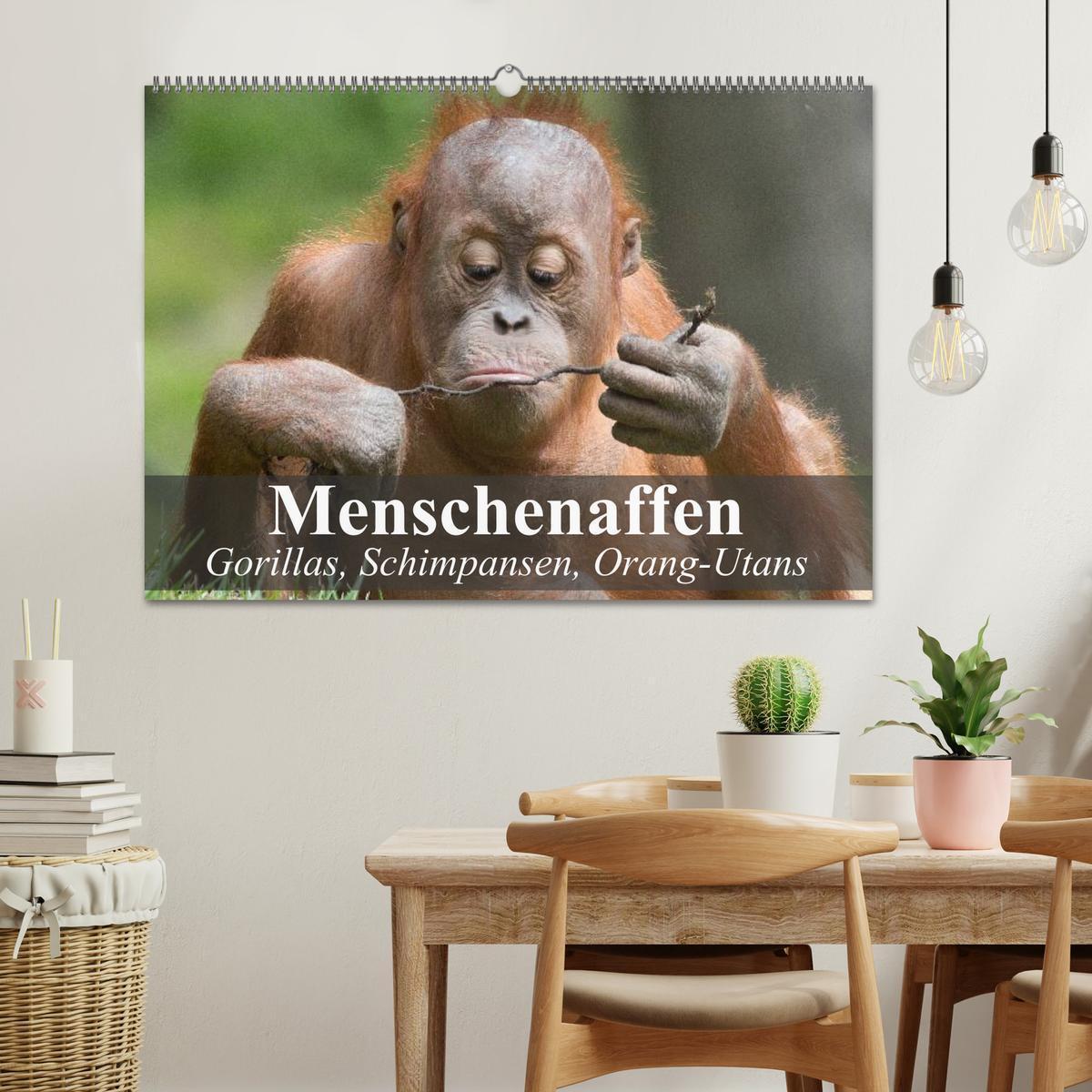 Bild: 9783435623549 | Menschenaffen. Gorillas, Schimpansen, Orang-Utans (Wandkalender...