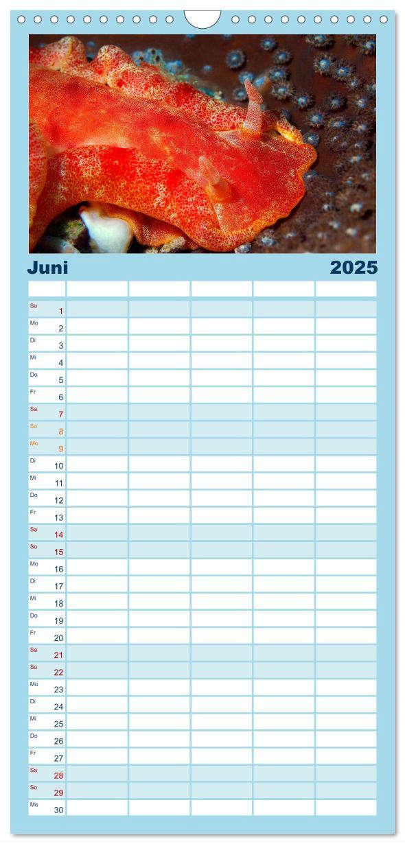 Bild: 9783457135228 | Familienplaner 2025 - Meeres-Schnecken mit 5 Spalten (Wandkalender,...