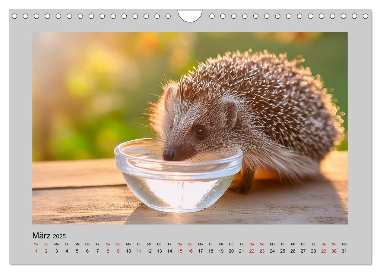 Bild: 9783435504527 | Mein Igel-Kalender (Wandkalender 2025 DIN A4 quer), CALVENDO...