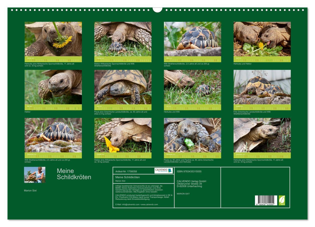 Bild: 9783435315055 | Meine Schildkröten (Wandkalender 2025 DIN A2 quer), CALVENDO...