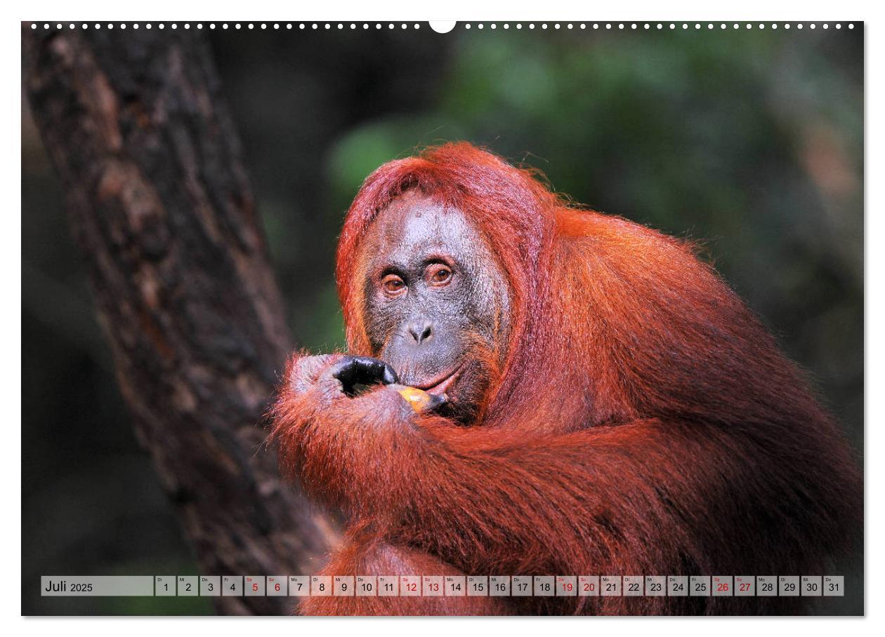 Bild: 9783435227280 | Orang Utans: Zu Besuch im Regenwald (Wandkalender 2025 DIN A2...