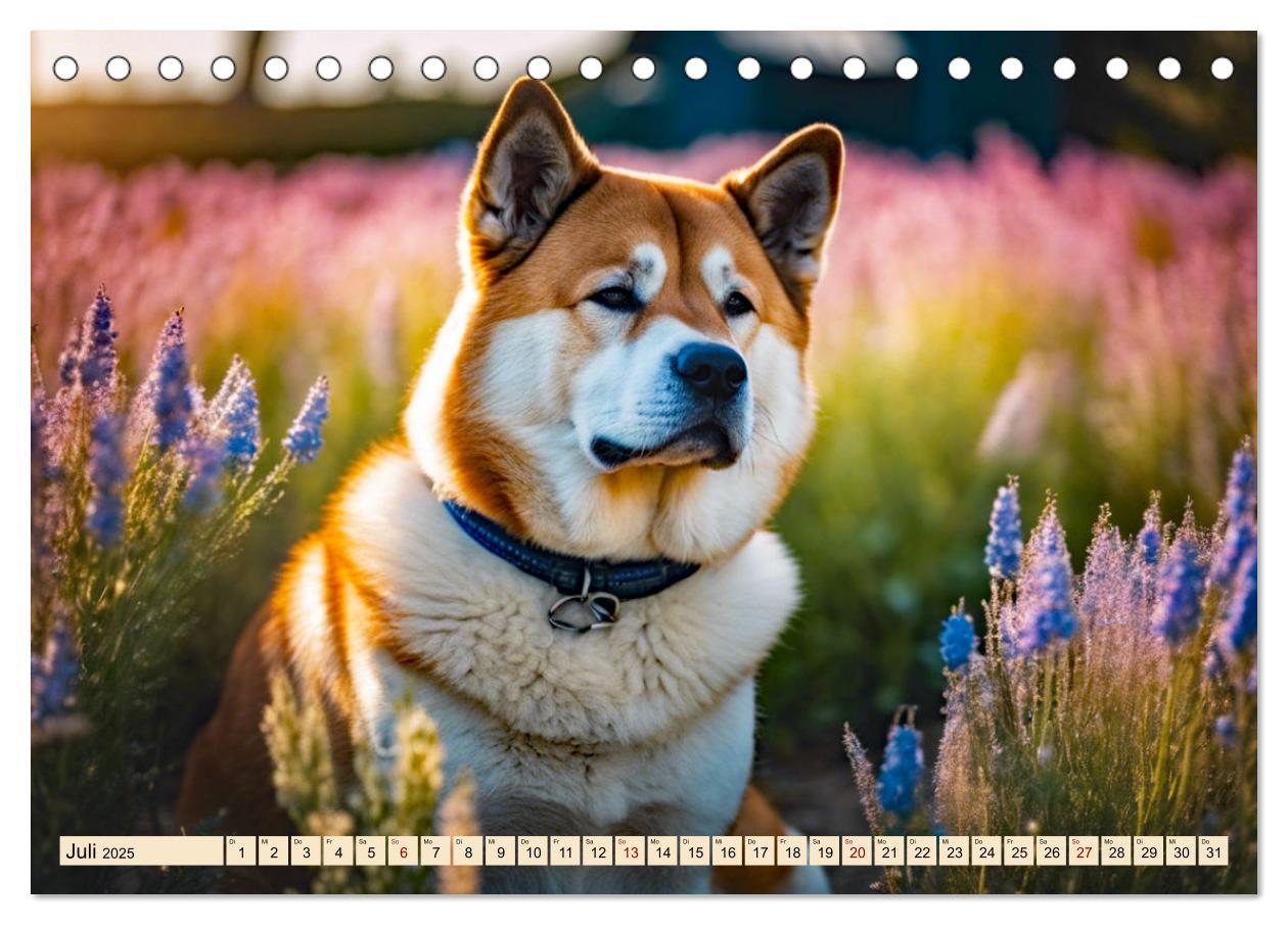 Bild: 9783457071731 | Akita Inu - Inbegriff der Treue (Tischkalender 2025 DIN A5 quer),...