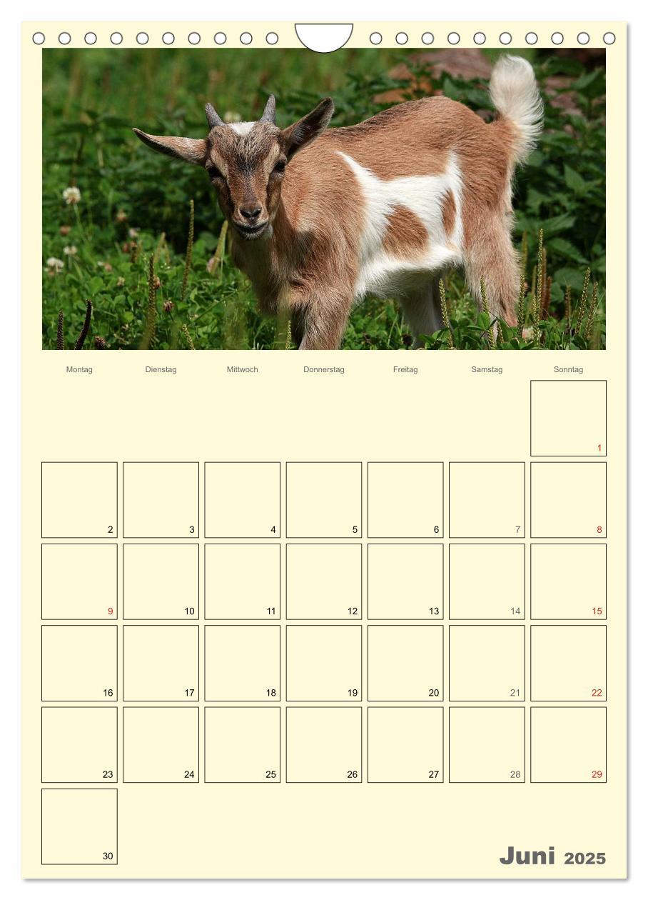 Bild: 9783457015872 | Zwergziegen (Wandkalender 2025 DIN A4 hoch), CALVENDO Monatskalender