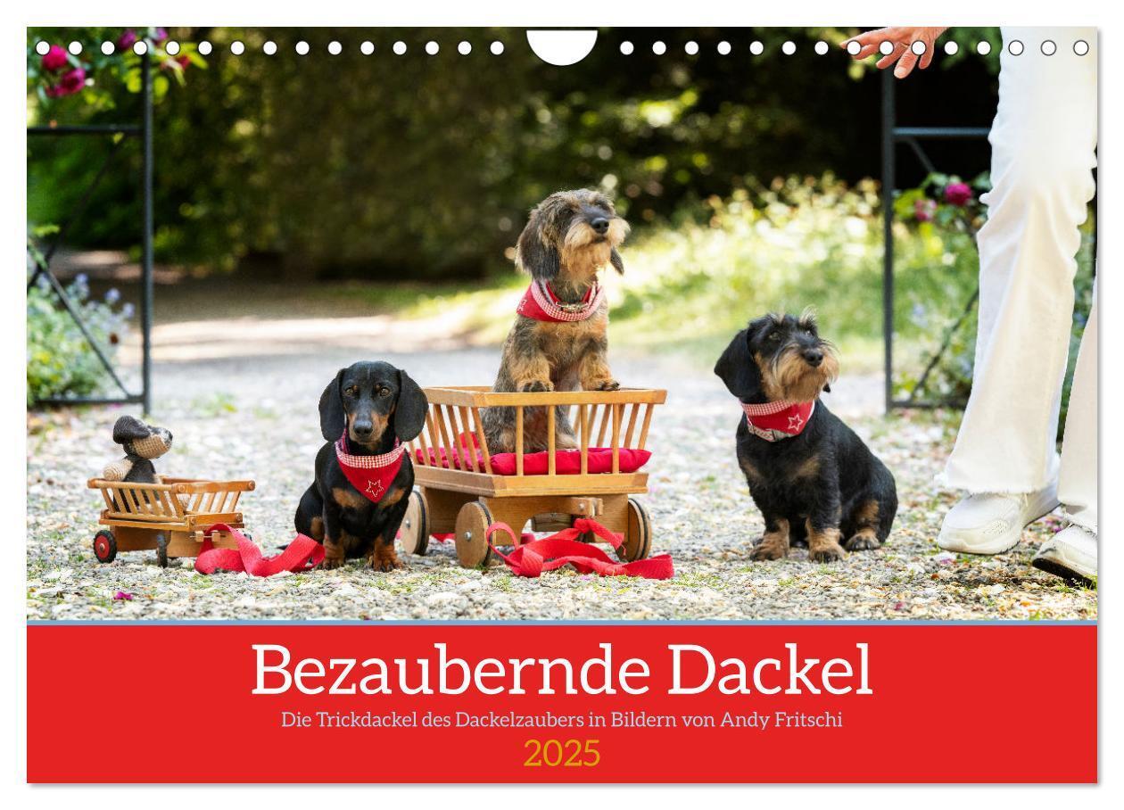 Cover: 9783435014125 | Bezaubernde Dackel (Wandkalender 2025 DIN A4 quer), CALVENDO...