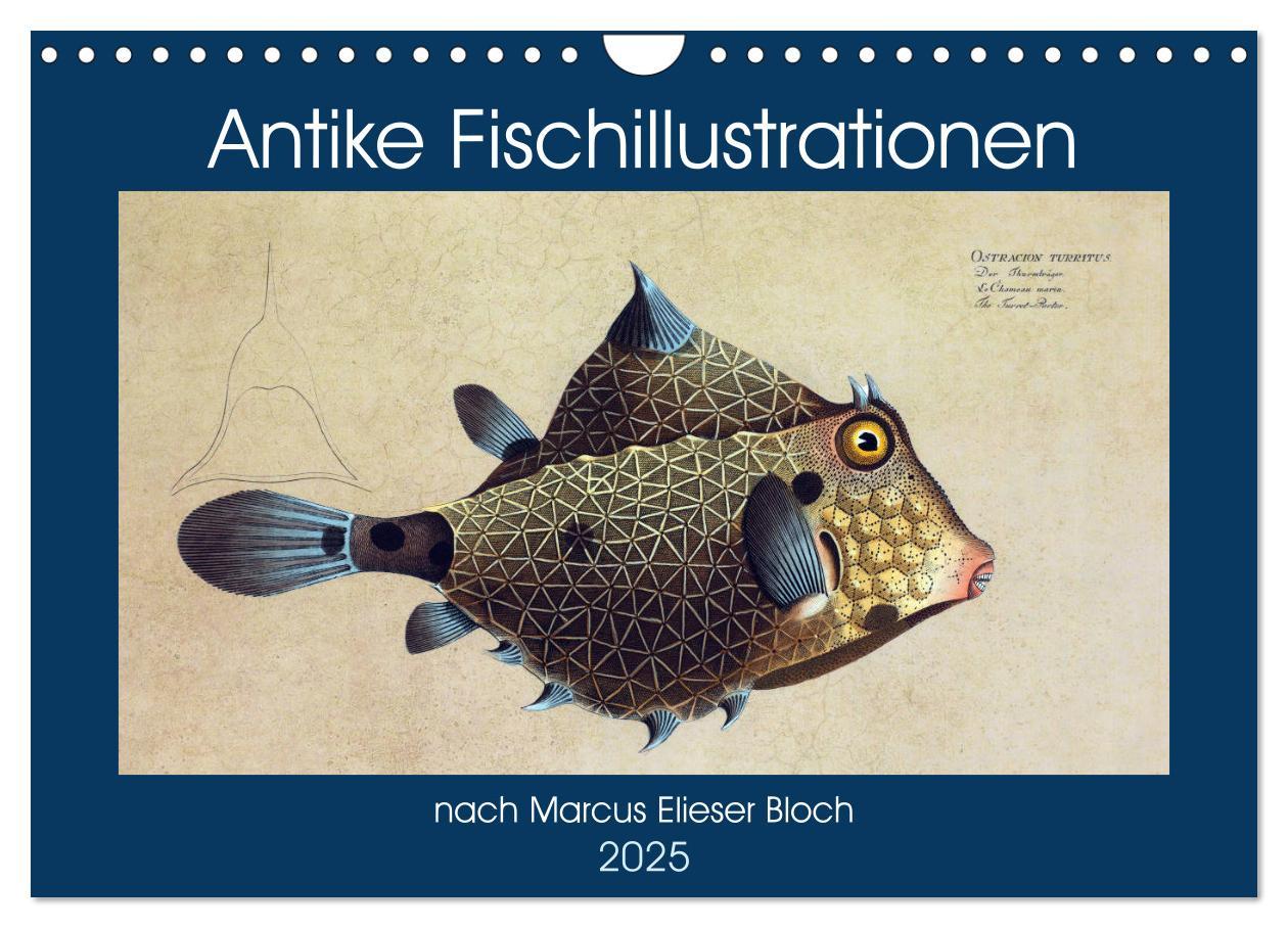 Cover: 9783435125081 | Antike Fischillustrationen nach Marcus Elieser Bloch (Wandkalender...